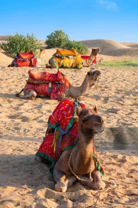 Camel Safari Jaisalmer